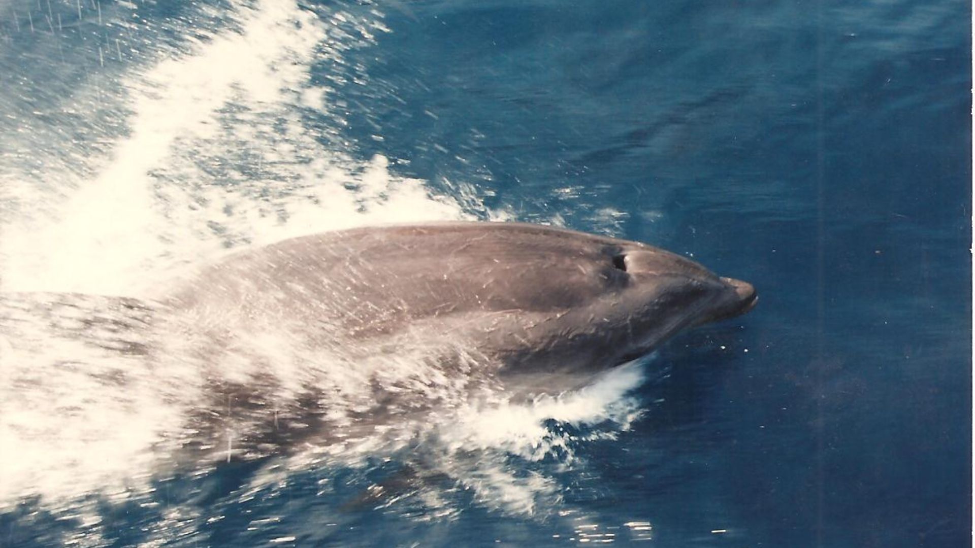 xr:d:DAFd1mtot-0:13,j:43706280439,t:23032115