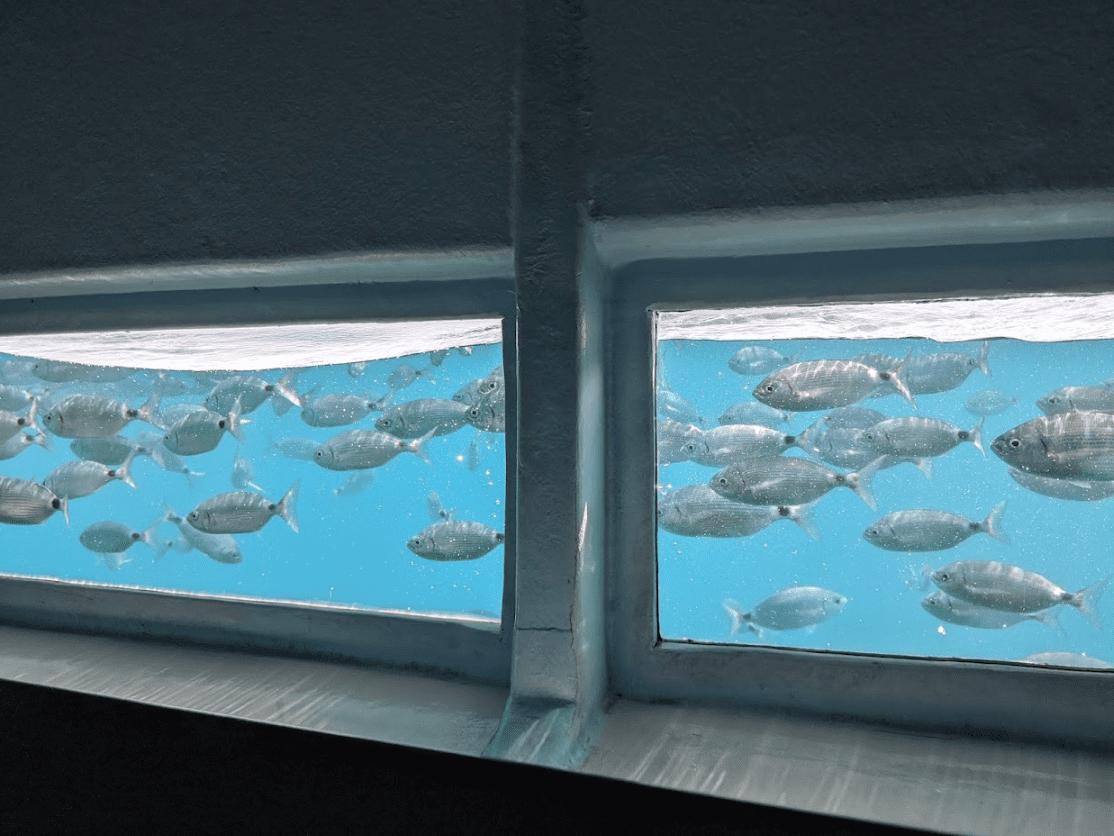 Cap Norfeu & Bahía de Jòncols - Súper Visión Submarina (5)